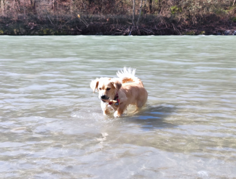 SPIK - Chiot mâle, croisé - taille moyenne à l'âge adulte - Né environ mi juin 2019 - Adopté par Geneviève (74)  - Page 2 Img_2024