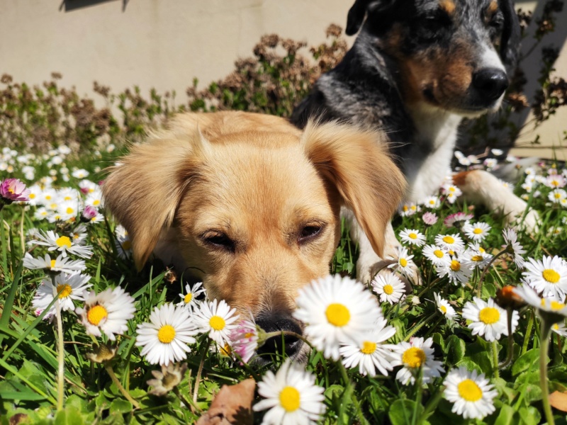 SPIK - Chiot mâle, croisé - taille moyenne à l'âge adulte - Né environ mi juin 2019 - Adopté par Geneviève (74)  - Page 3 Img_2030