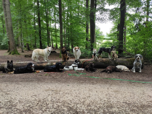 SPIK - Chiot mâle, croisé - taille moyenne à l'âge adulte - Né environ mi juin 2019 - Adopté par Geneviève (74)  - Page 3 Img_2057