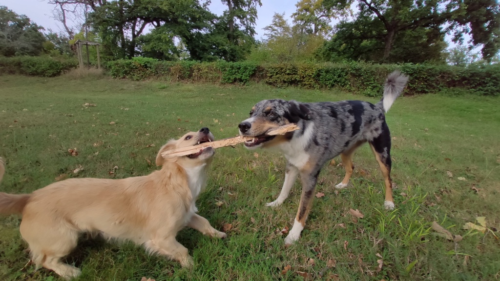 SPIK - Chiot mâle, croisé - taille moyenne à l'âge adulte - Né environ mi juin 2019 - Adopté par Geneviève (74)  - Page 4 Img_2068