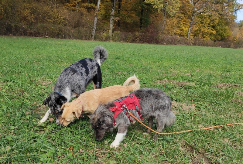 SPIK - Chiot mâle, croisé - taille moyenne à l'âge adulte - Né environ mi juin 2019 - Adopté par Geneviève (74)  - Page 4 Img_2134