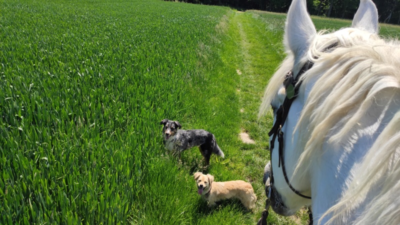 SPIK - Chiot mâle, croisé - taille moyenne à l'âge adulte - Né environ mi juin 2019 - Adopté par Geneviève (74)  - Page 5 Img_2298