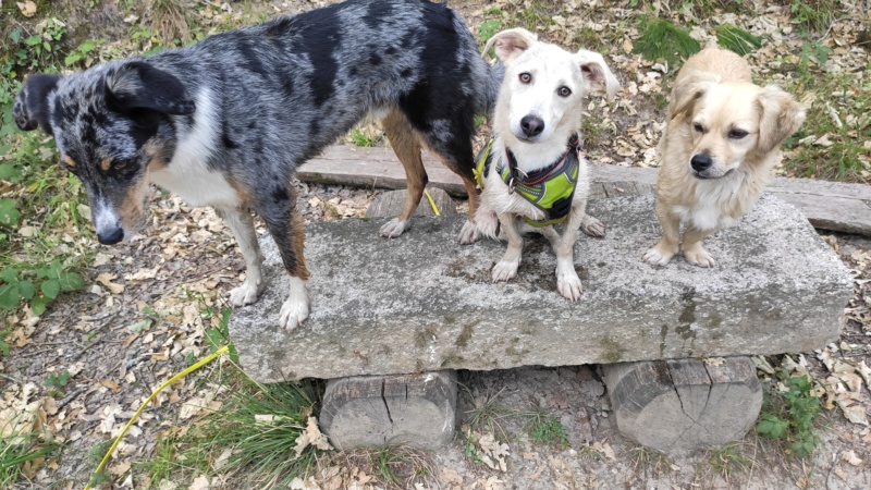 ASKO (ex ASTROBOY) - chiot mâle, typé mini husky, de taille petite à moyenne à l'âge adulte - né environ en septembre 2021 - adopté par Patricia (Suisse)  - Page 2 Img_2596