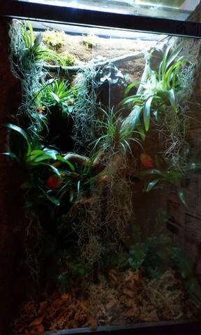Chauffer un terrarium tropical arboricole de 1m de haut