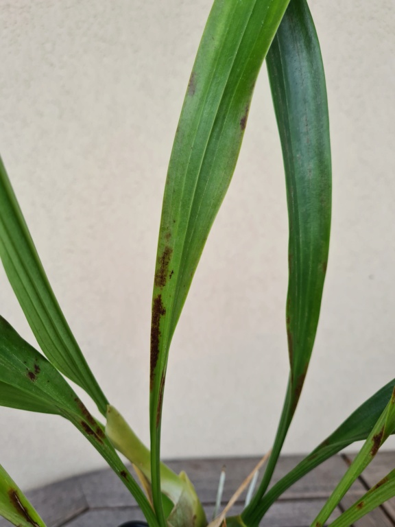 Taches sur Coelogyne mooreana 1010