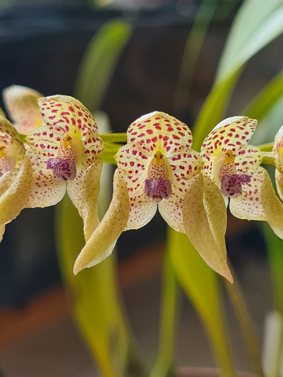 Bulbophyllum guttulatum 2110