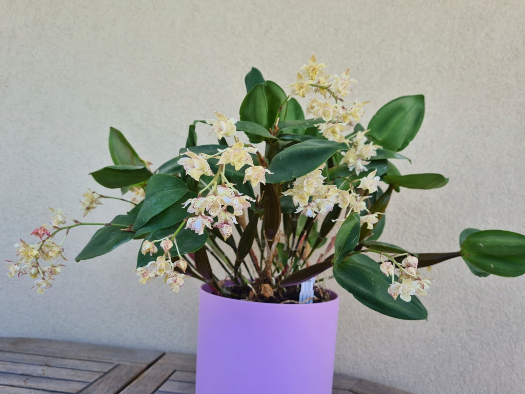 Dendrobium Lutin Blanc 412