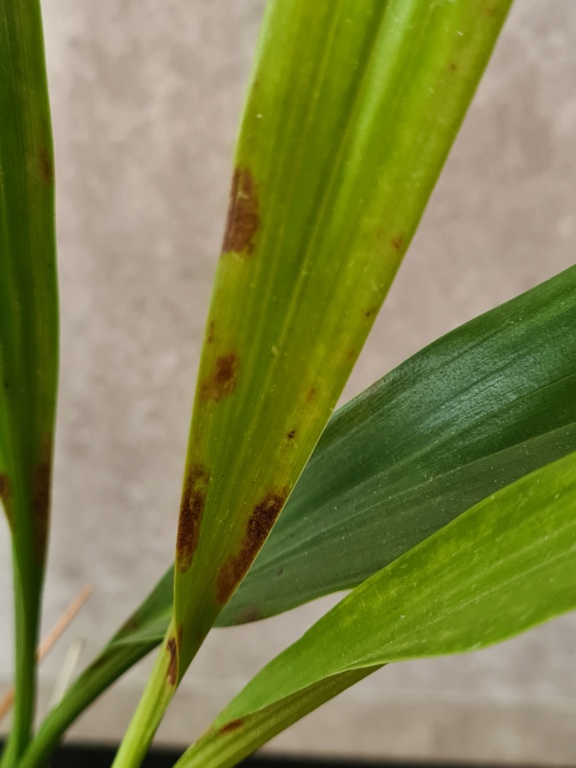 Taches sur Coelogyne mooreana 710