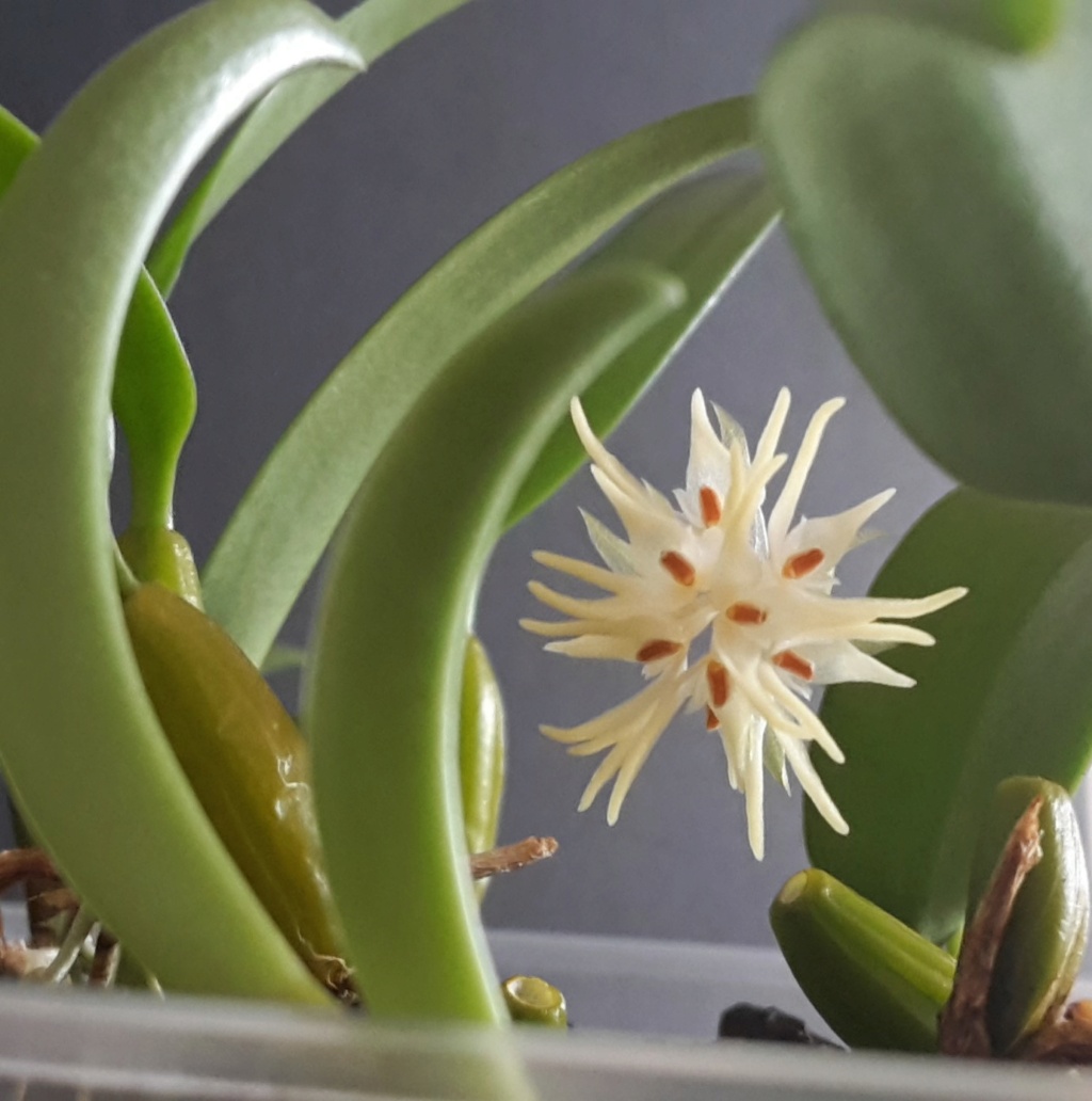 Bulbophyllum odoratissimum 9_bis10