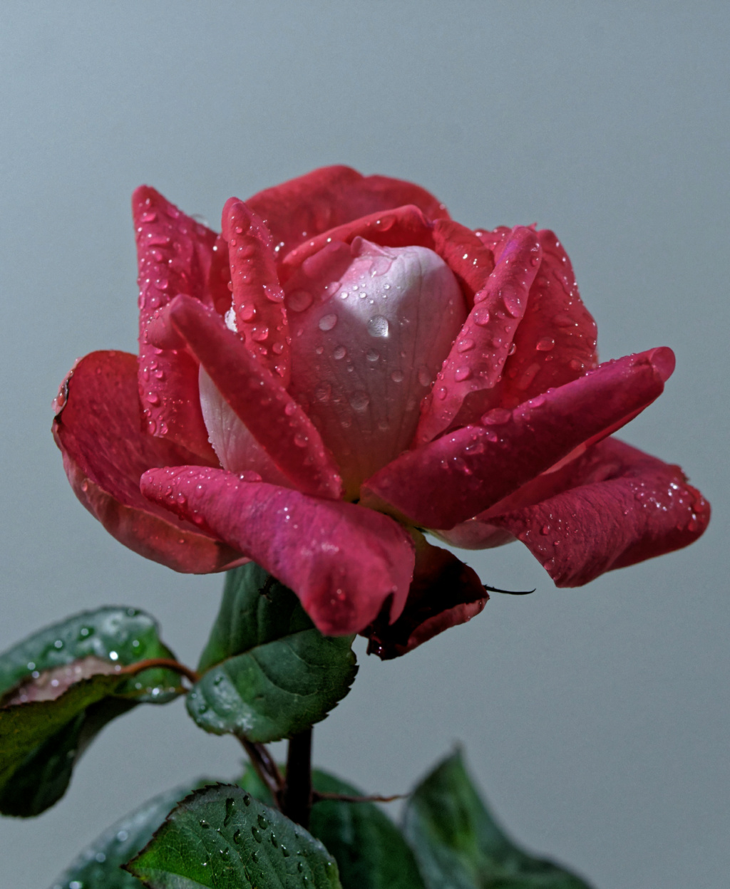 Dernière rose coeuillie avt l hiver Imgp0044