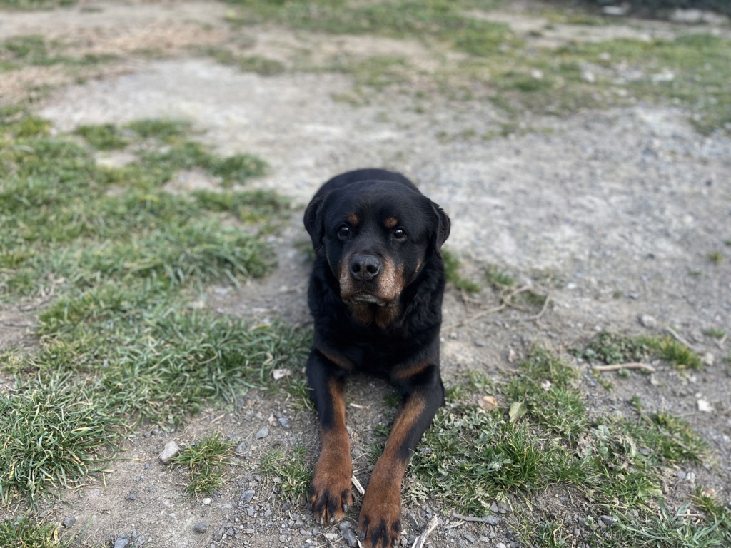 Hélium (mâle rottweiller) 69af2210