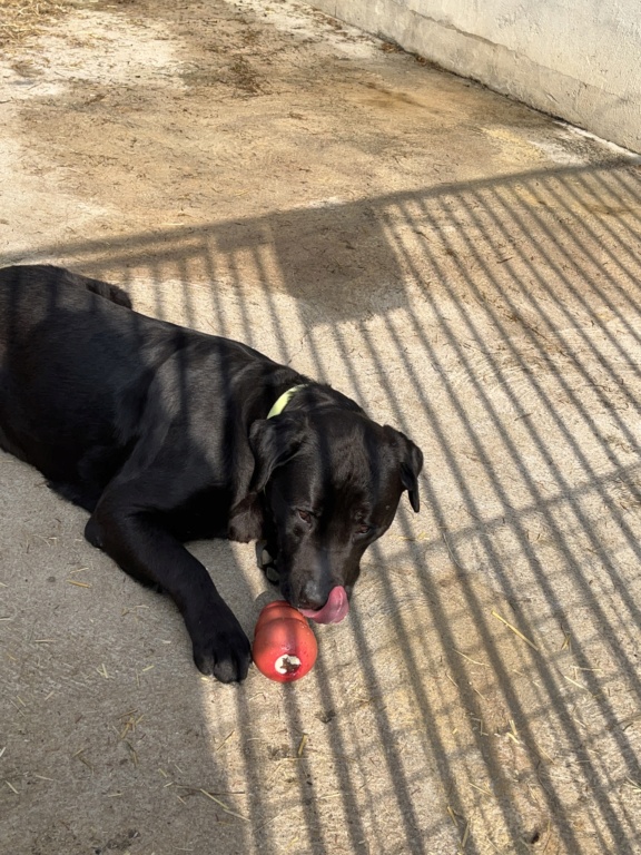 Rocky (mâle croisé cane corso) 89dd5310