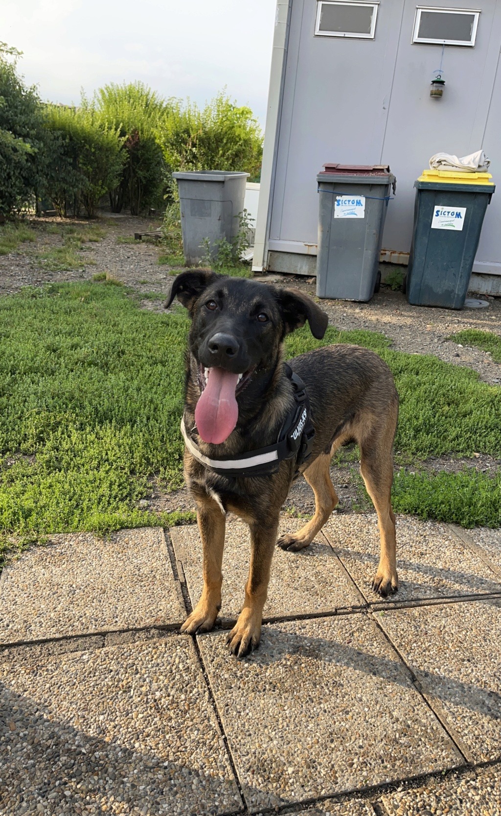 Nox ( mâle croisé malinois) C0203010