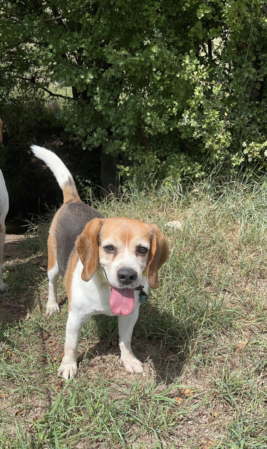 Isidore (mâle beagle) D4677710