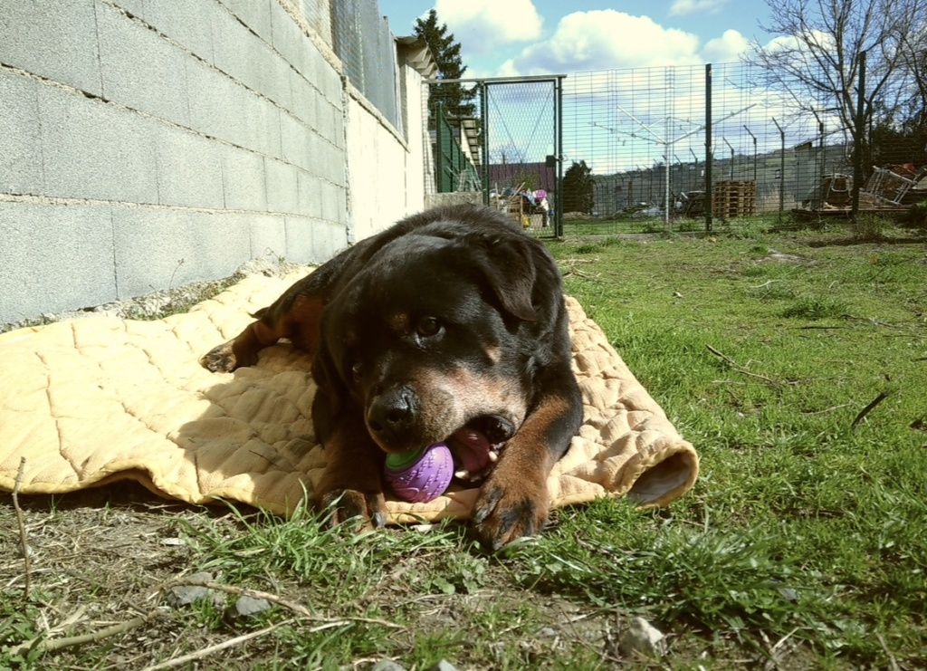 Hélium (mâle rottweiller) Img_2011