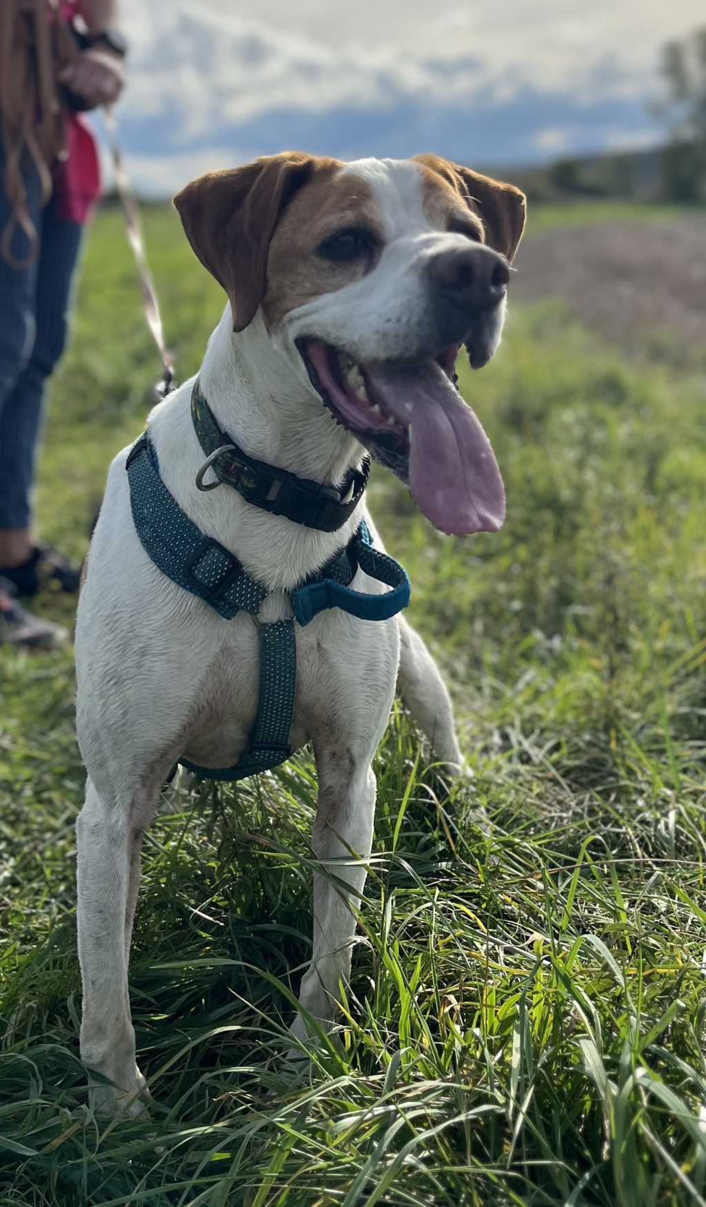 Calypso (mâle croisé pointer) - Page 3 Img_3516