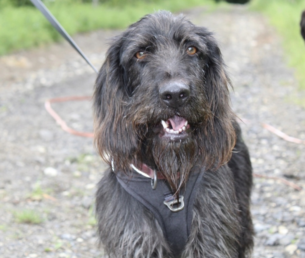 Rambo ( drahtaar/griffon mâle) Img_4125