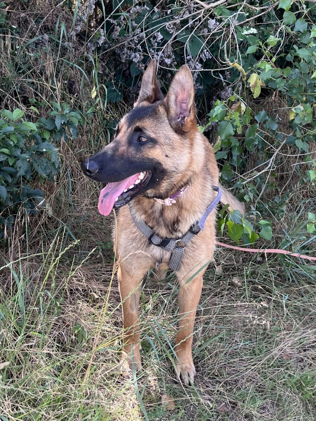 Dirah  (femelle croisée malinois) Img_5331