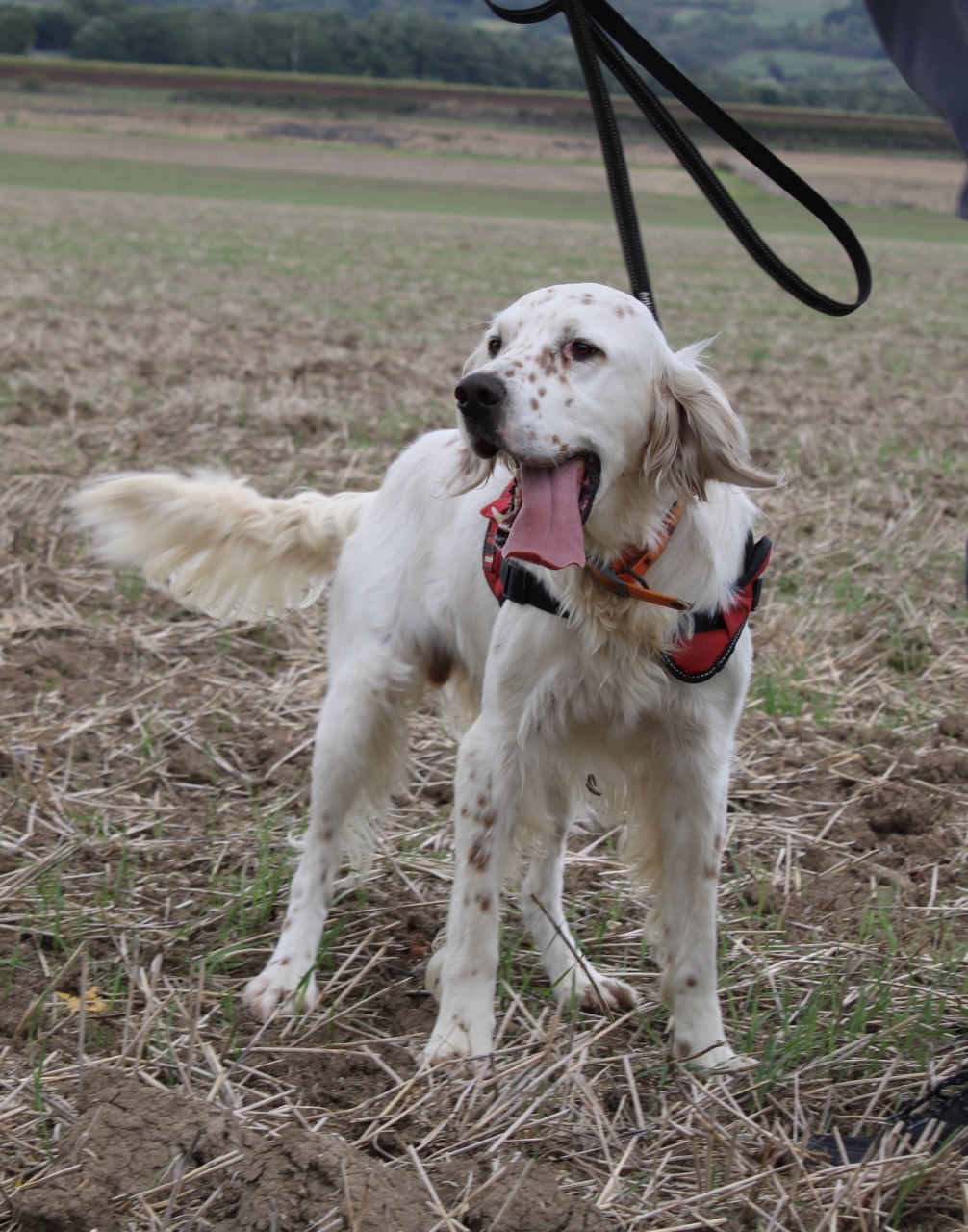 Patoche (mâle setter anglais) Img_5919