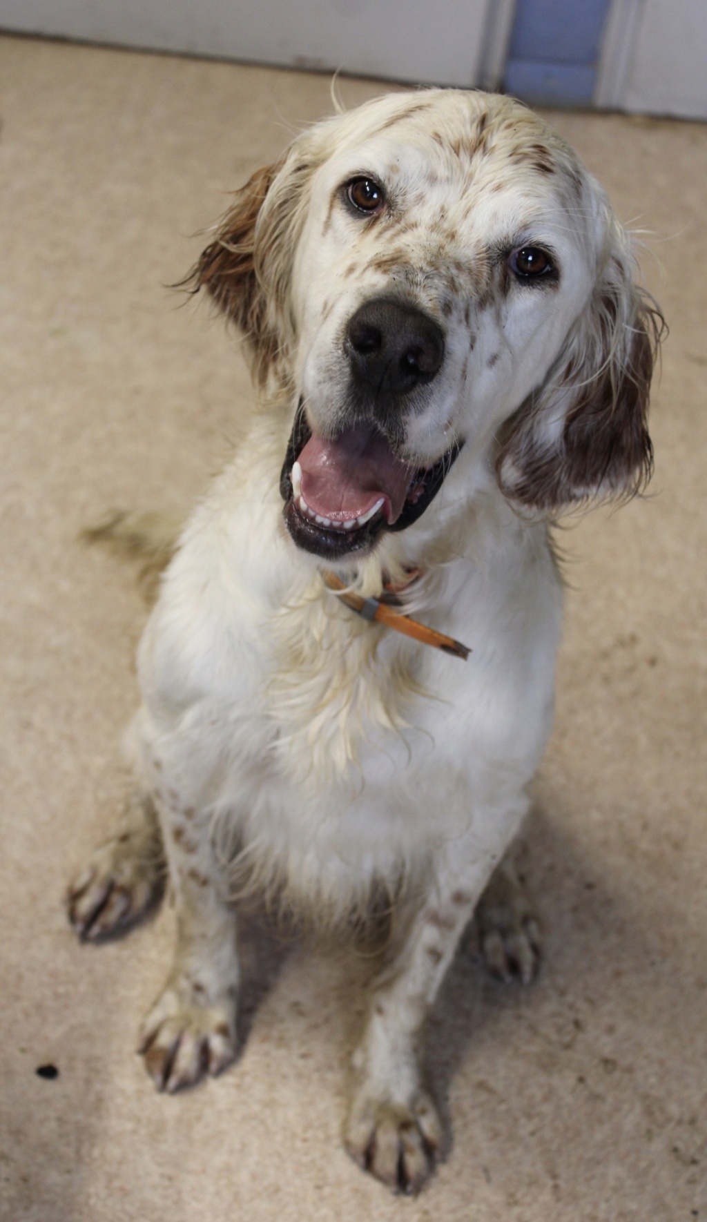 Patoche (mâle setter anglais) Img_6016