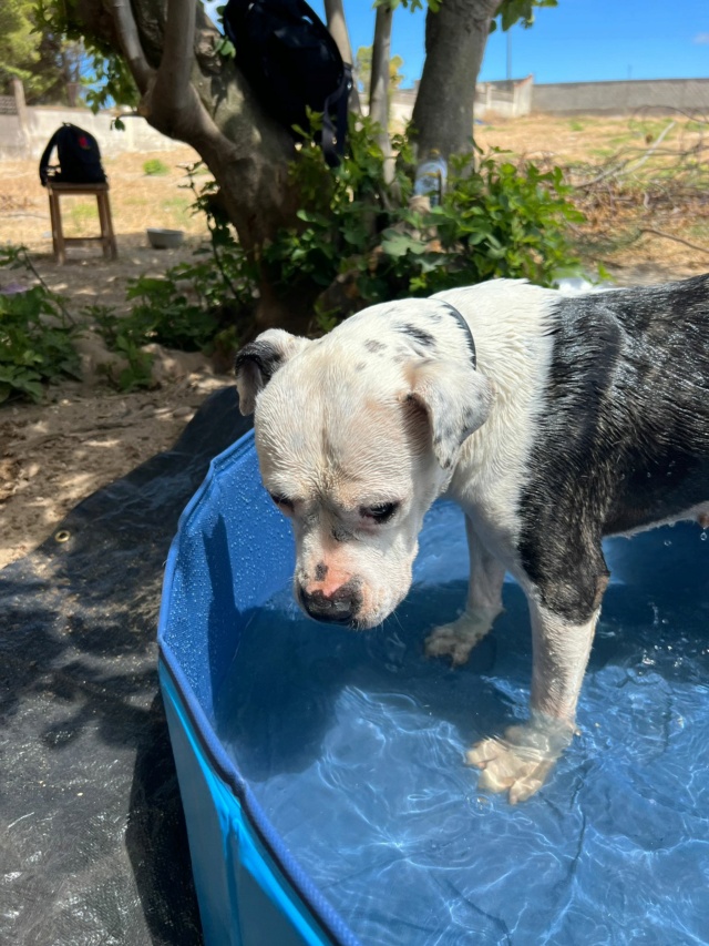 Zwembadjes voor de honden in de perrera Athisa 211