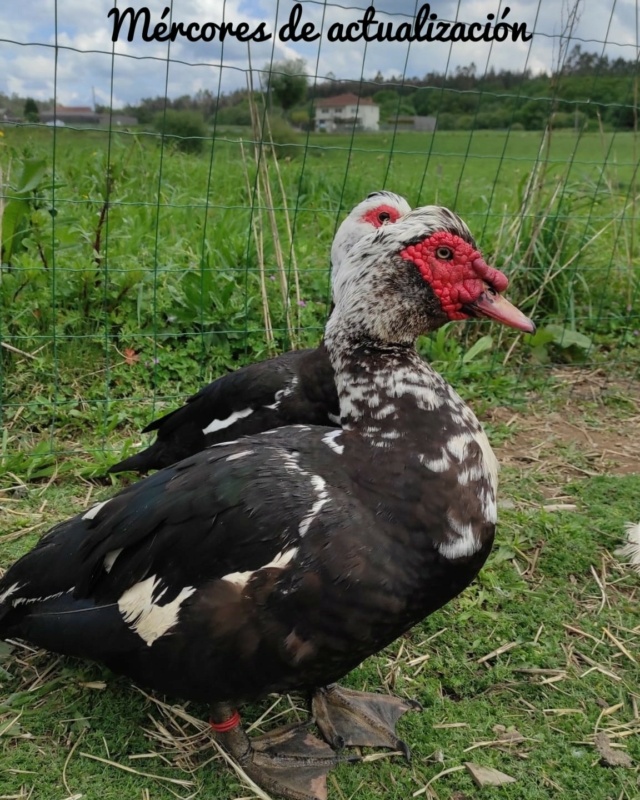 Adoptie op afstand VC - Boerderij dieren 27858010