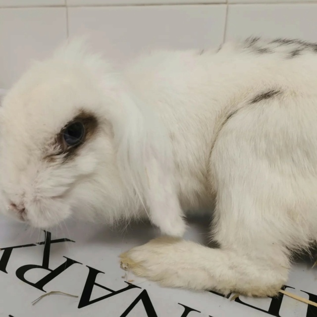 100% actie - Noodoproep, hulp gevraagd voor vele zieke konijnen-knaagdieren 28901210