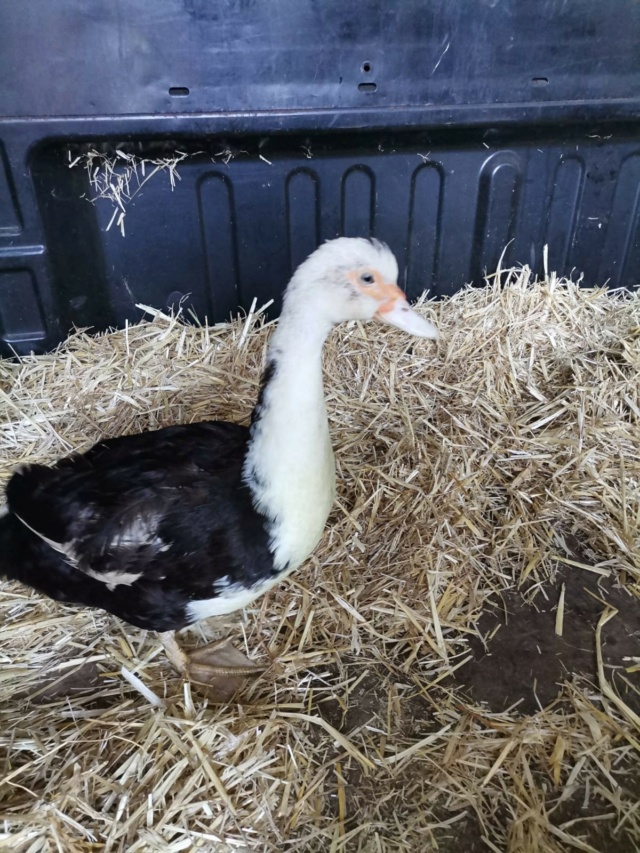 Adoptie op afstand VC - Boerderij dieren 29507210