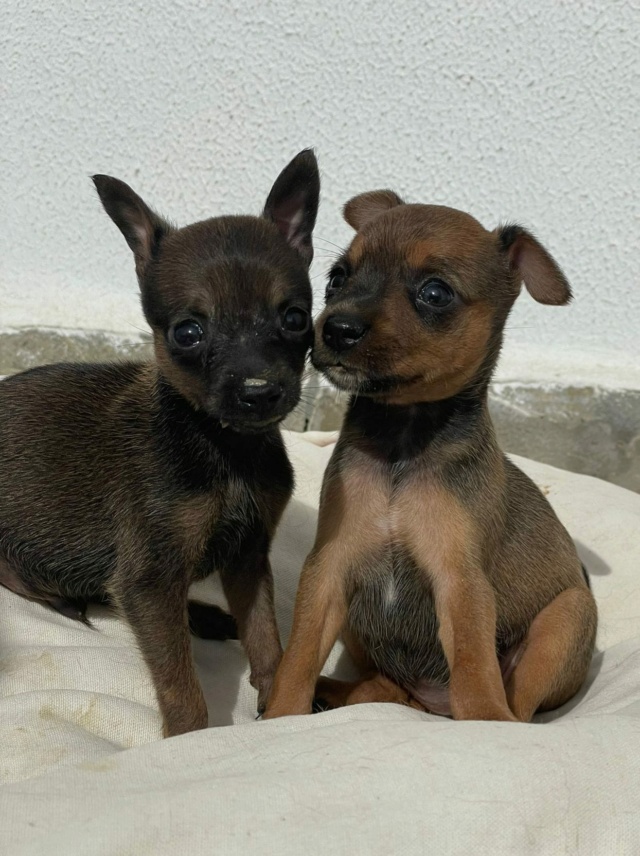 2 puppy's bij de vuilnis gezet 31328810