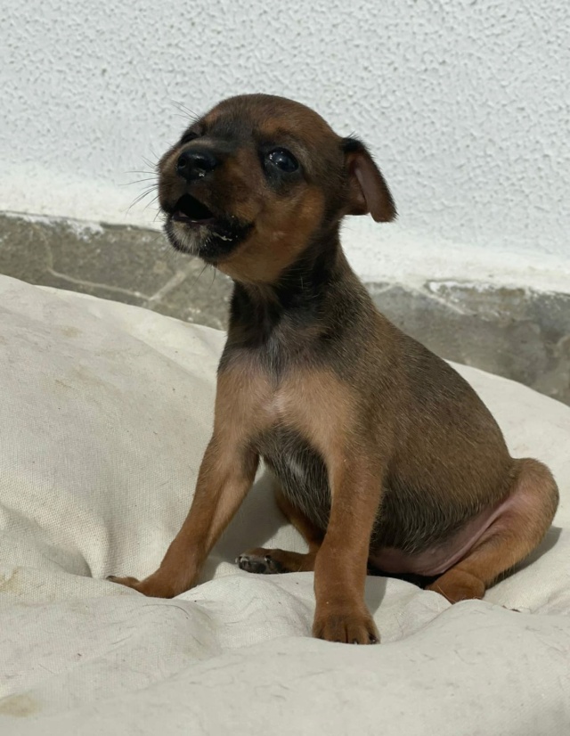 2 puppy's bij de vuilnis gezet 31333610