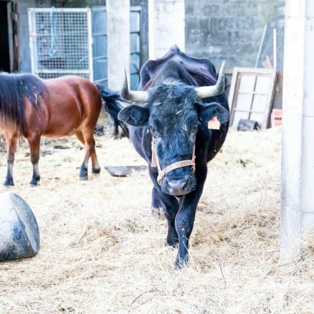 Asociación Vacaloura Santuario Animal 31640910