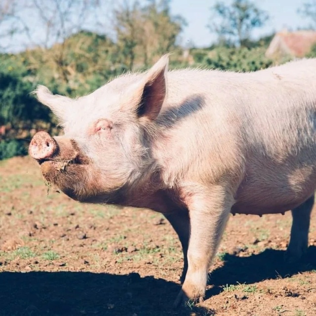 Adoptie op afstand VC - Boerderij dieren 31814410