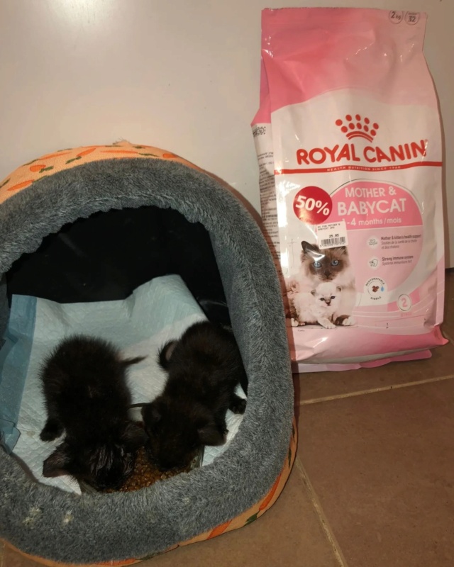 Kleine kittens maken gebruik van donaties 35546210