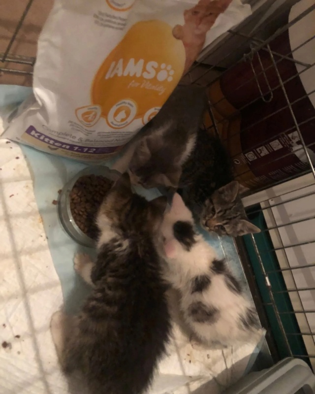Kleine kittens maken gebruik van donaties 35570710