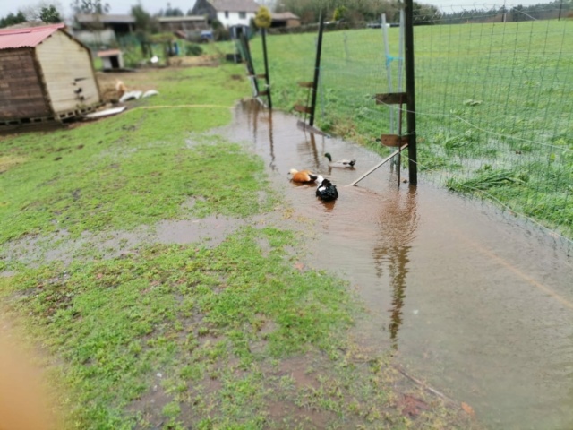 Adoptie op afstand VC - Boerderij dieren 527fe110