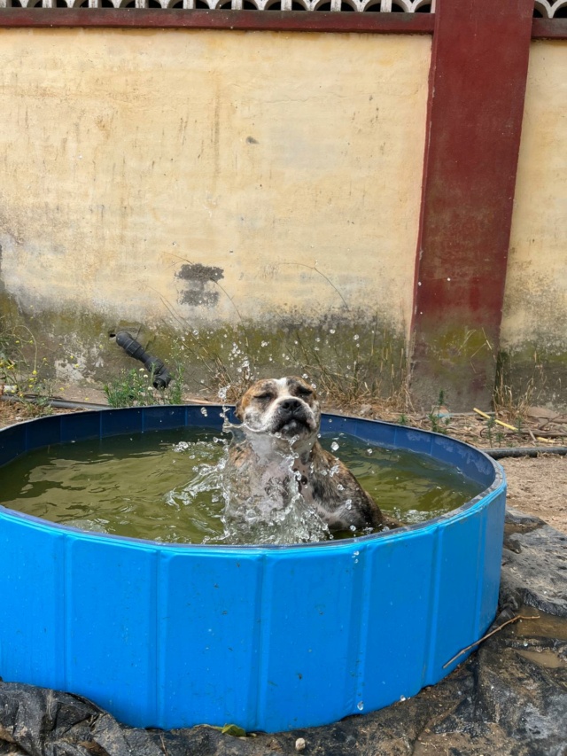 Zwembadjes voor de honden in de perrera Athisa 5638e710