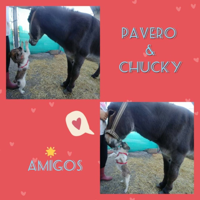 VC Chucky 654bd110