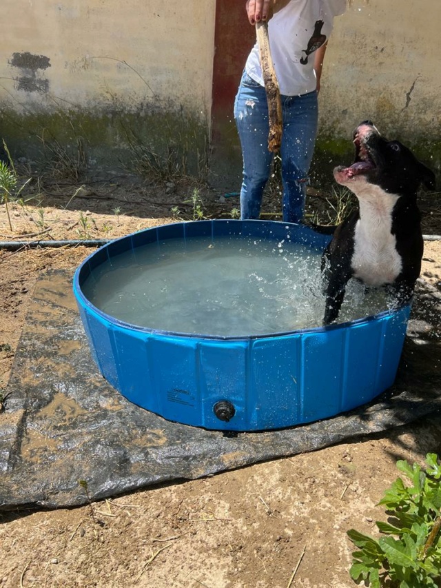 Zwembadjes voor de honden in de perrera Athisa 710