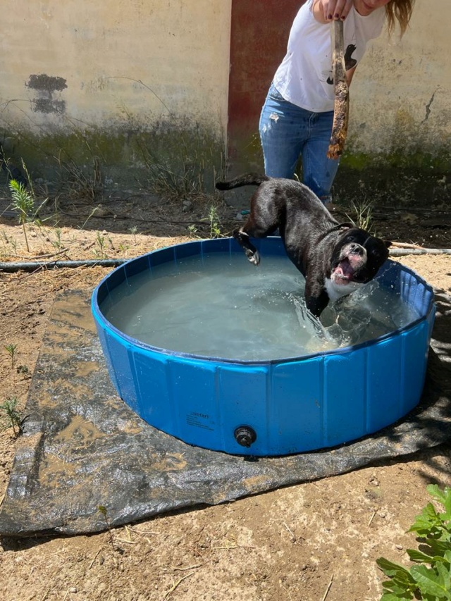 Zwembadjes voor de honden in de perrera Athisa 810