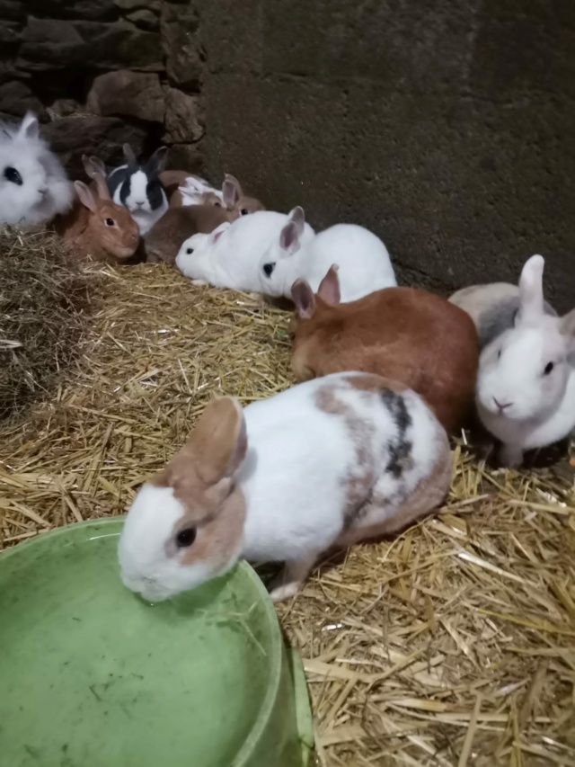 100% actie - Noodoproep, hulp gevraagd voor vele zieke konijnen-knaagdieren Afxk8010