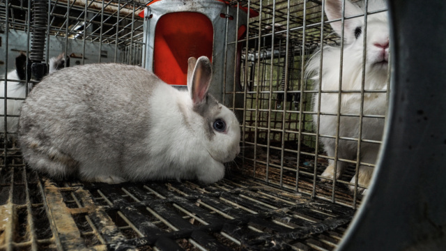 100% actie - Noodoproep, hulp gevraagd voor vele zieke konijnen-knaagdieren Dsc00911