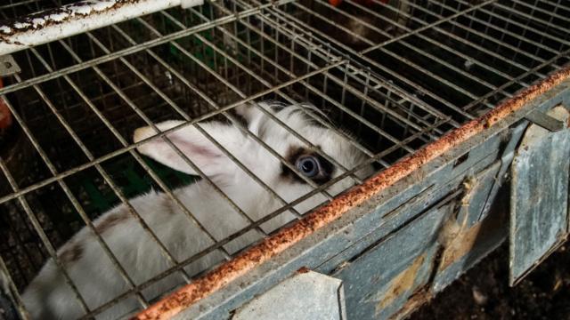 100% actie - Noodoproep, hulp gevraagd voor vele zieke konijnen-knaagdieren Dsc01010