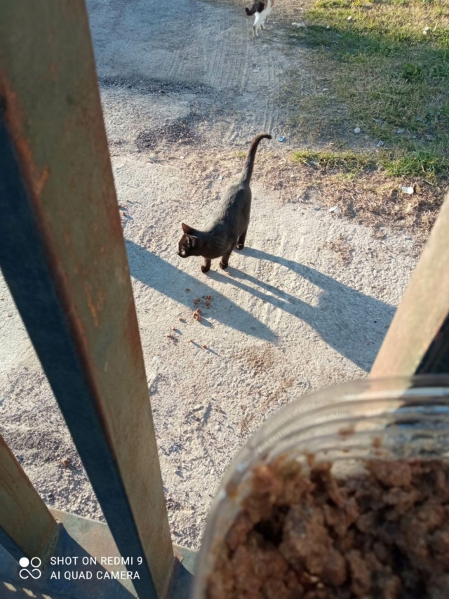 Kolonie katten 'van'  Yazmina Koloni17