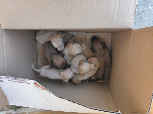 7 pups in doos achtergelaten met deze hittegolf  Pupsca23