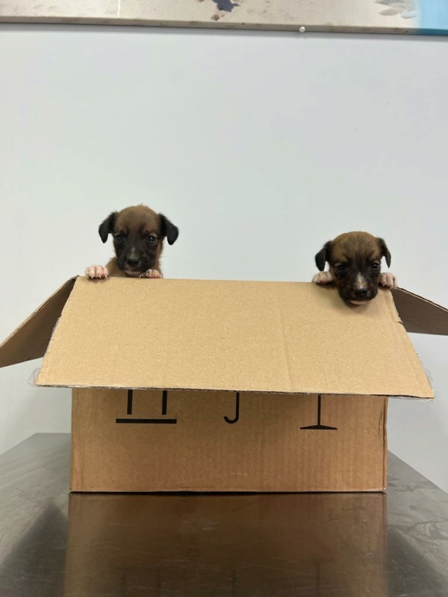 7 pups in doos achtergelaten met deze hittegolf  Pupsca26