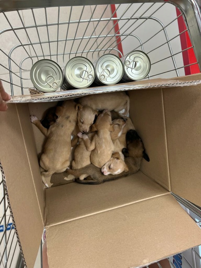 7 pups in doos achtergelaten met deze hittegolf  Pupsca30