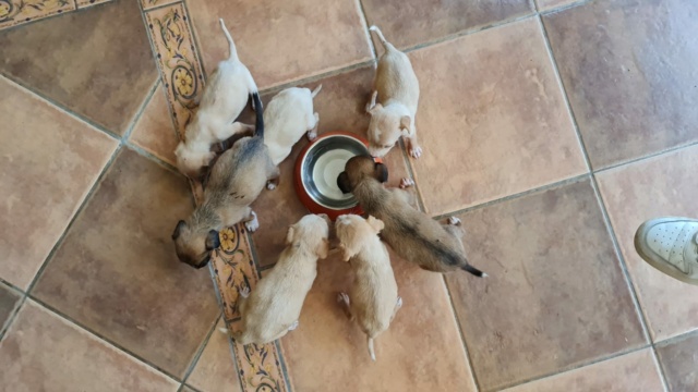 7 pups in doos achtergelaten met deze hittegolf  Pupsca32