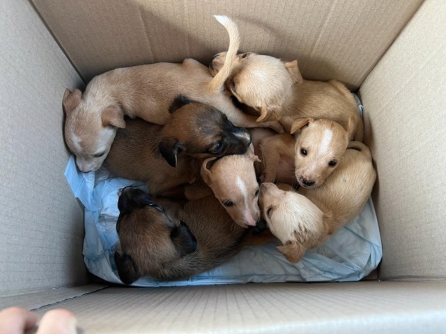 7 pups in doos achtergelaten met deze hittegolf  Pupsca35