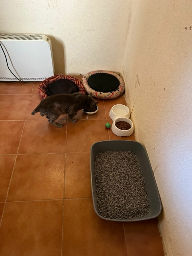 Transport aangekomen bij Asociación de Rescate Animal Brigada Animalista Raya510