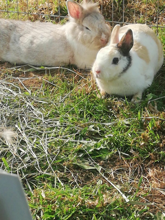 100% actie - Noodoproep, hulp gevraagd voor vele zieke konijnen-knaagdieren Vac3110